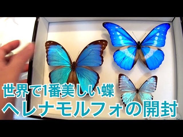 Helena morph butterfly unboxing! - YouTube