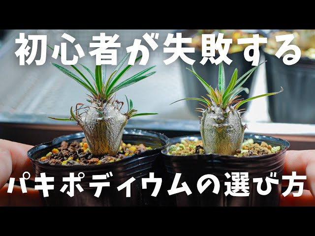 グラキリス実生 中株サイズ グラキリス 実生 5株セット ②G | HANDS PLANTS