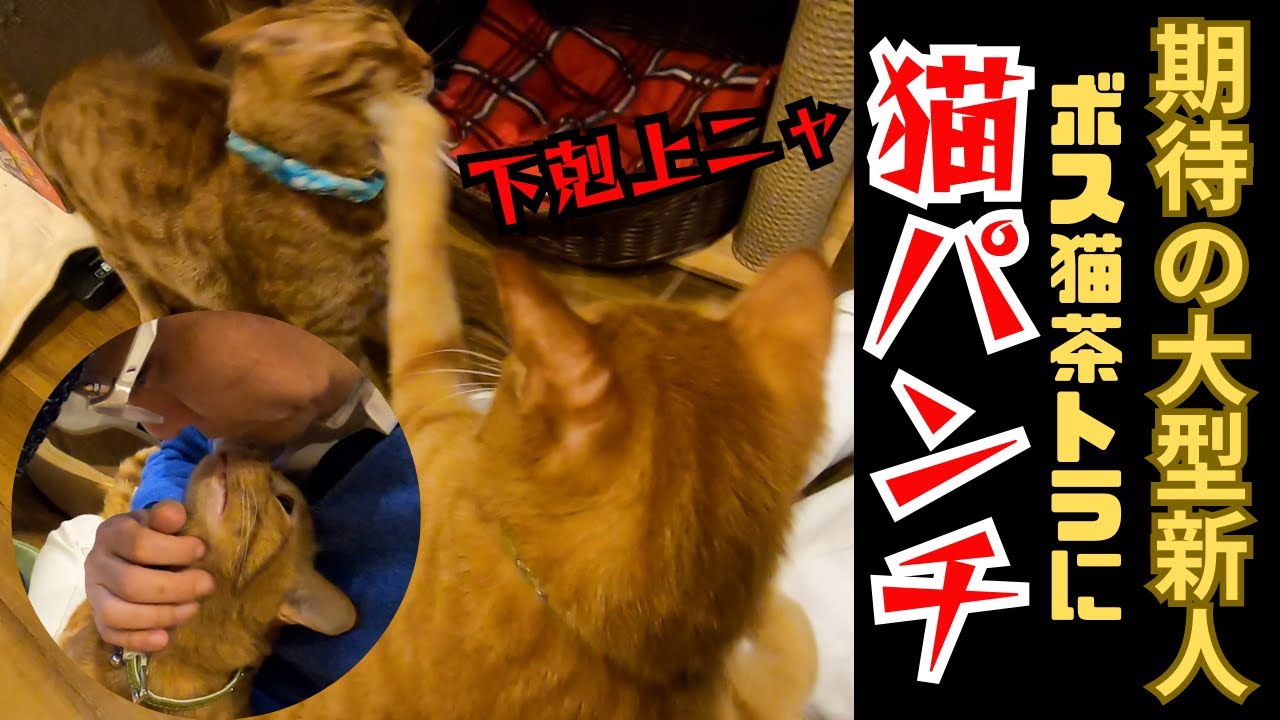 大型猫】茶トラの新人兄弟はやんちゃに遊ぶボス猫茶トラに猫パンチは