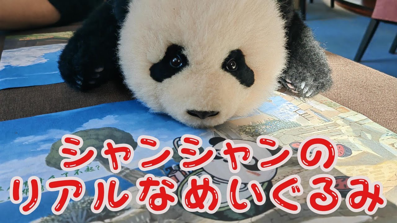 中国でリアルパンダぬちゃんのいぐるみが爆発的な人気を呼んできた