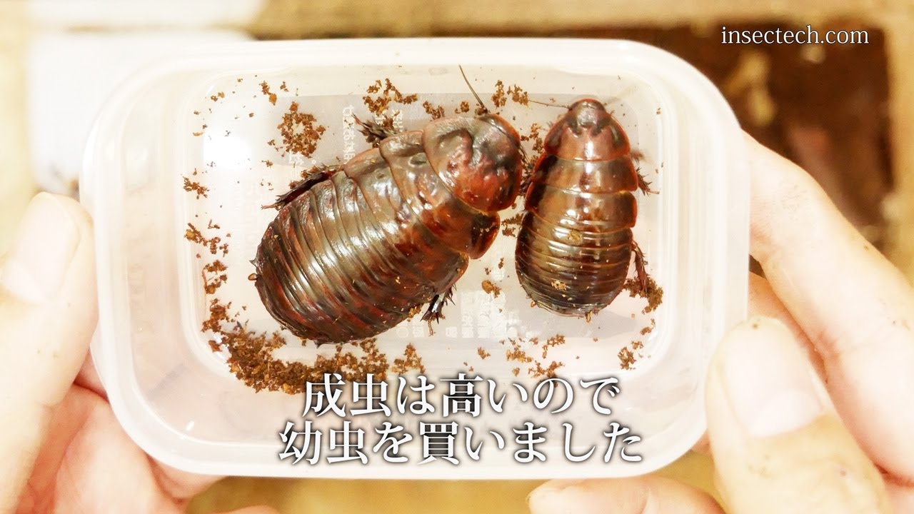 Macropanesthia rhinoceros(Giant burrowing cockroach) Breeding #1