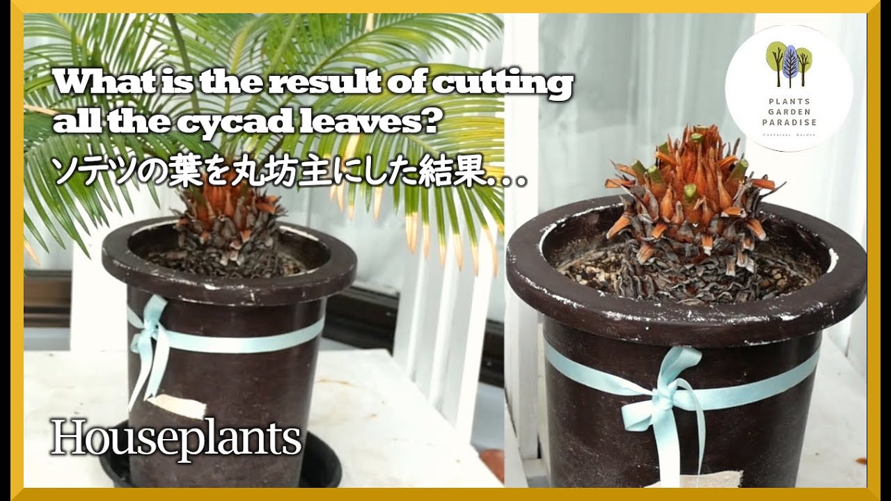 蘇鉄・ソテツ】株分け／発芽／植え替え - YouTube