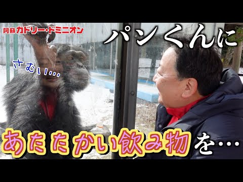 When the zoo's president gave Pan-kun a hot drink in the middle of