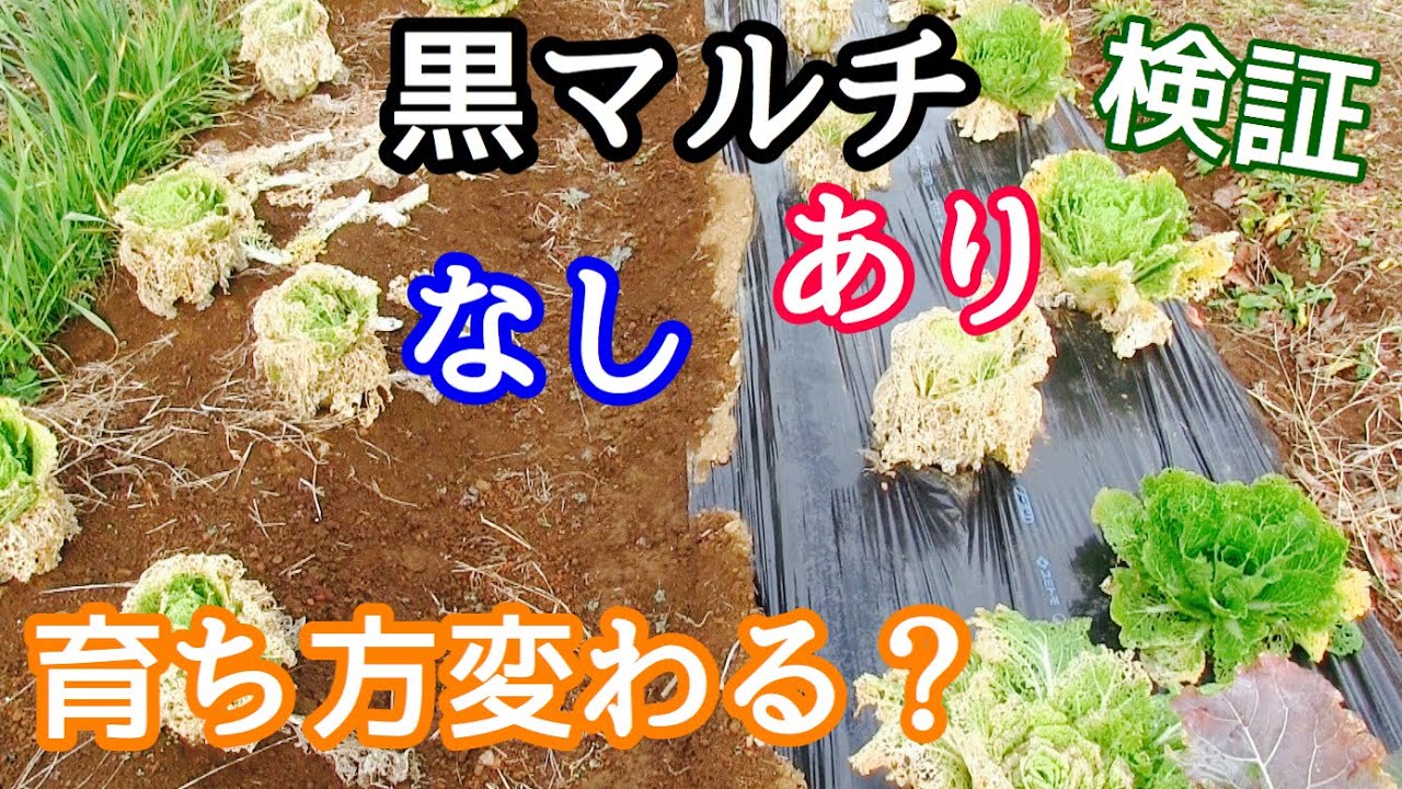 検証】黒マルチあり、なしの比較実験 - YouTube