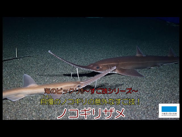 海のビックリ！！すご技シリーズ⑲「ノコギリザメ」 - YouTube