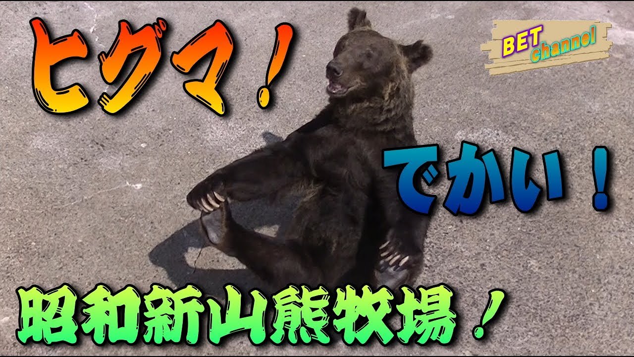Brown bear] I went to Showa Shinzan Bear Ranch! - YouTube