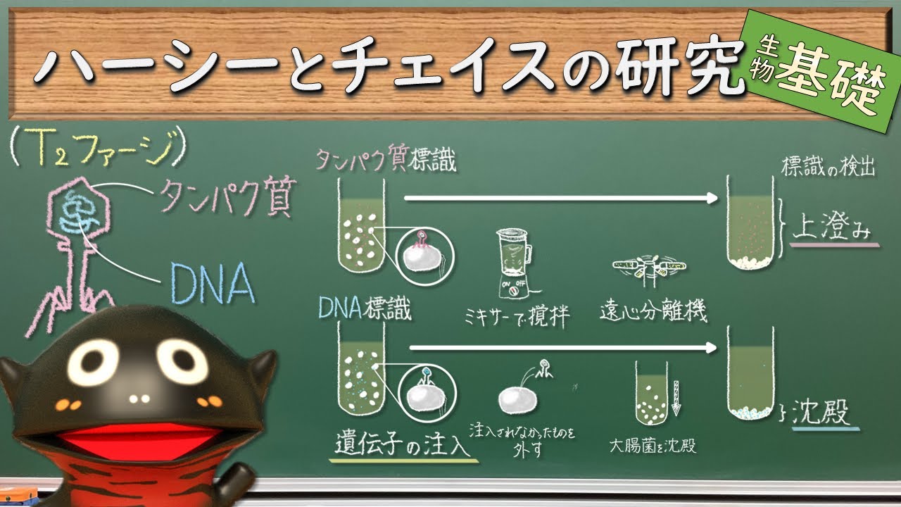 遺伝子の本体の発見史3（ハーシーとチェイスの研究）【生物基礎44