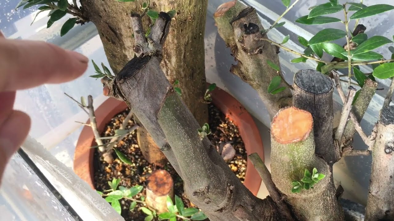 オリーブの太木挿し／途中経過① - YouTube