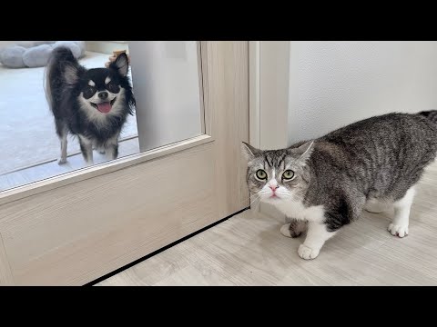 For some reason, I brought a Chihuahua home, and this is what