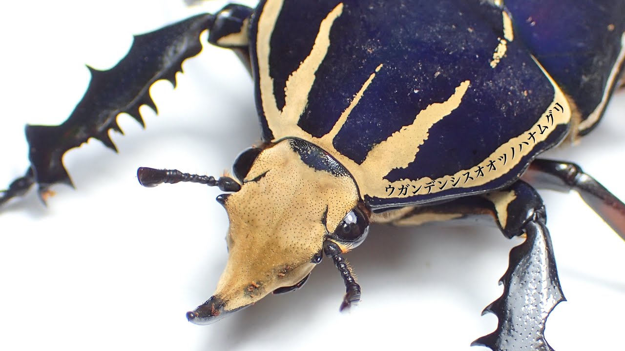 ゴライヤスオオツノカナブン 100mm ゴライヤスオオツノカナブン 100mm