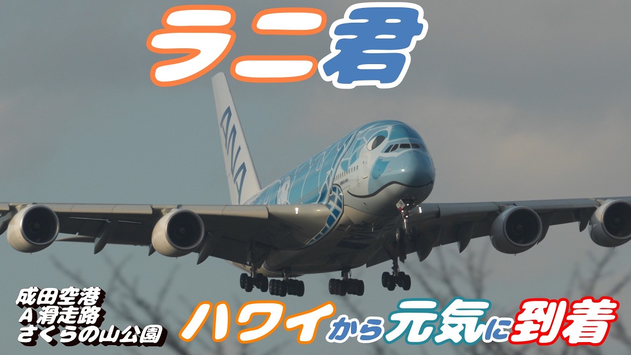 4K】成田空港 さくらの山公園 ANA超巨大旅客機エアバスA380ラニ君