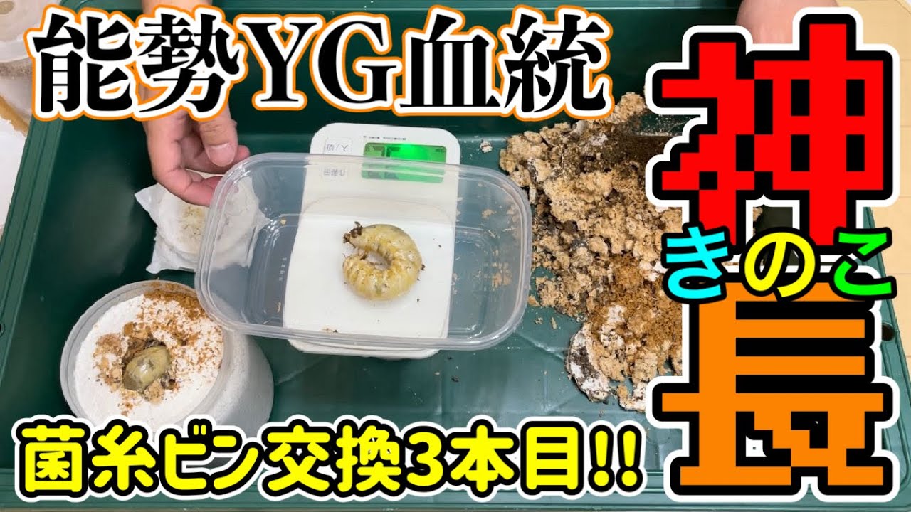 神長きのこ園s8カンタケ菌糸ビン 6本 S8カンタケ 1400cc | KPW公式