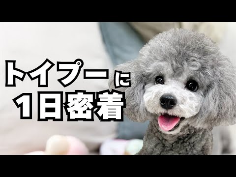 トイプードルに1日密着してみた - YouTube
