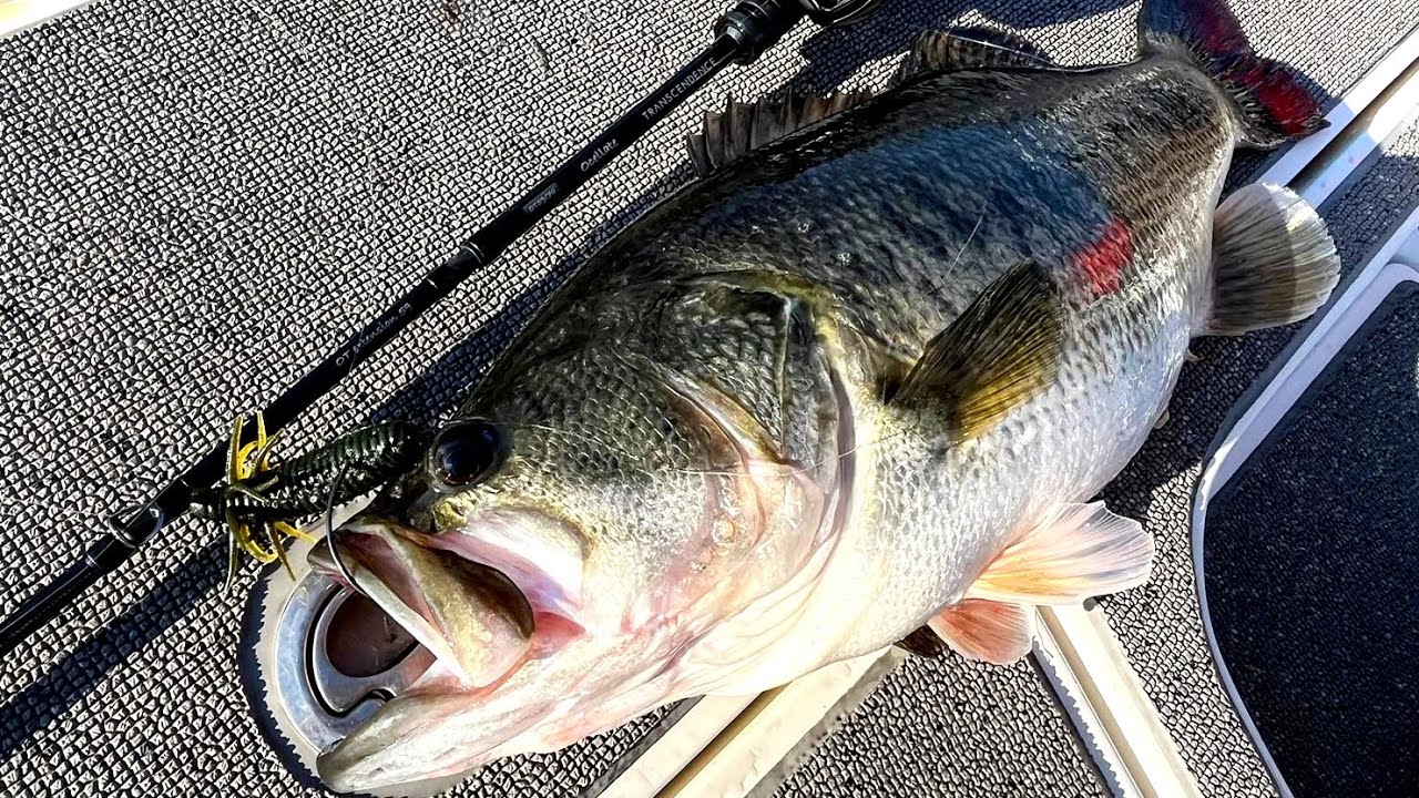 2024年新製品カレンテス82S REV 2.0 - YouTube