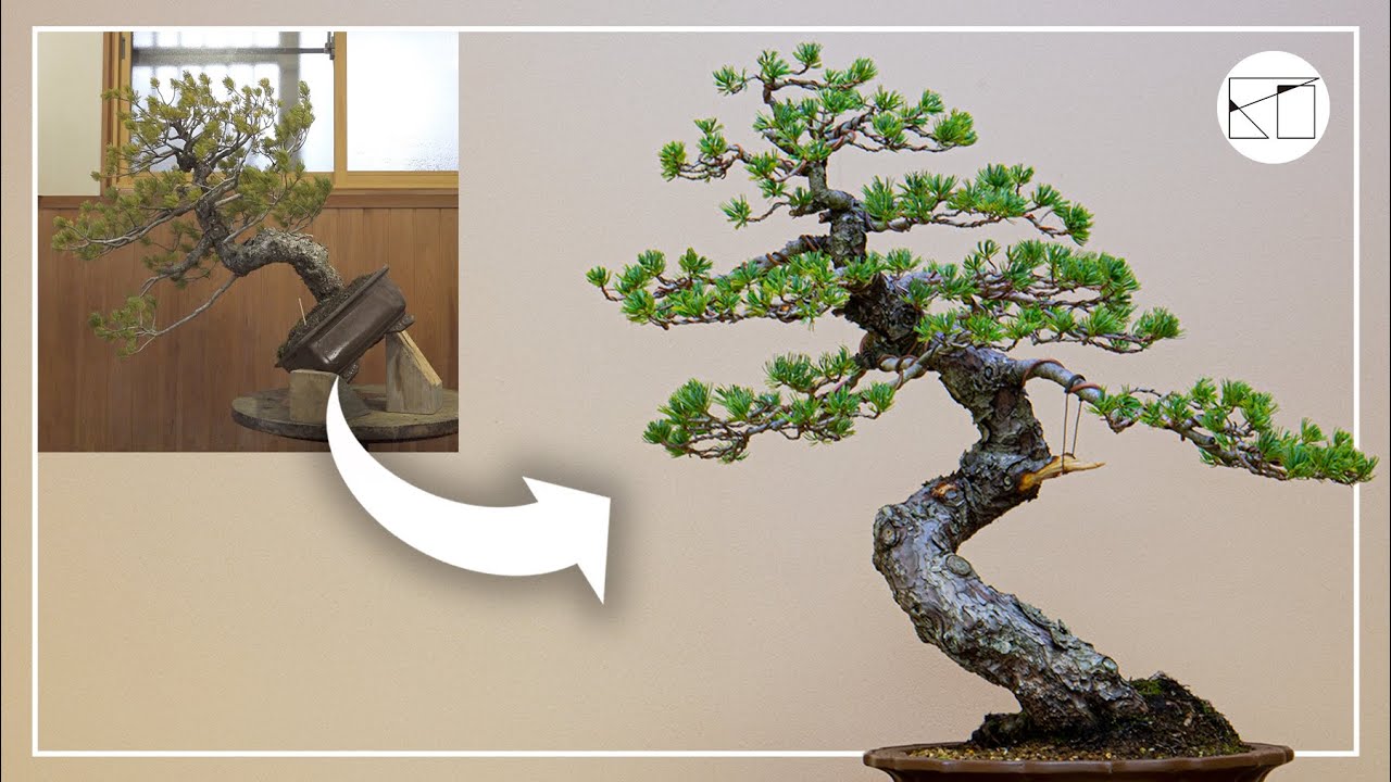 Bonsai Workshop ③] Care and shaping of a large Japanese white