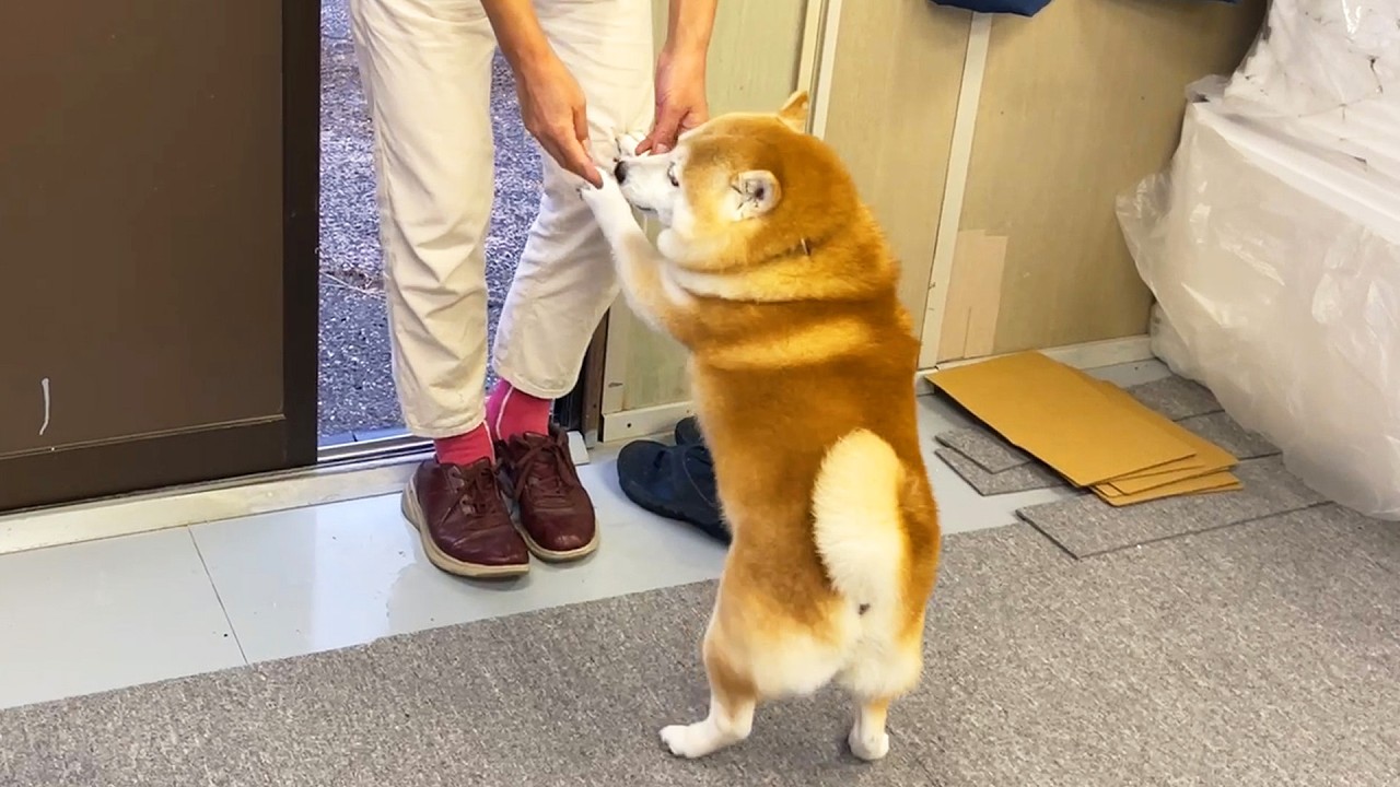Even during working hours, Shibe is too passionate about waiting