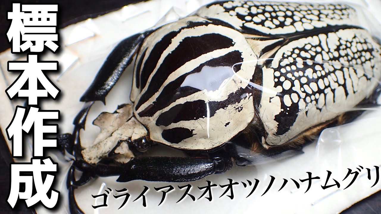 標本作成】ゴライアスオオツノハナムグリの標本を作ってみた - YouTube