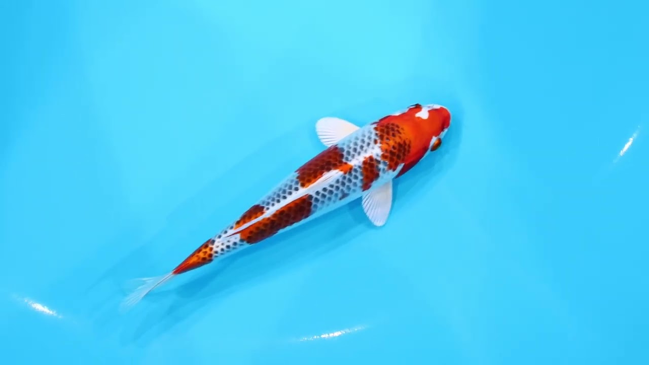 若鯉大会スペシャルオークション！】260302-054の出品鯉のご紹介