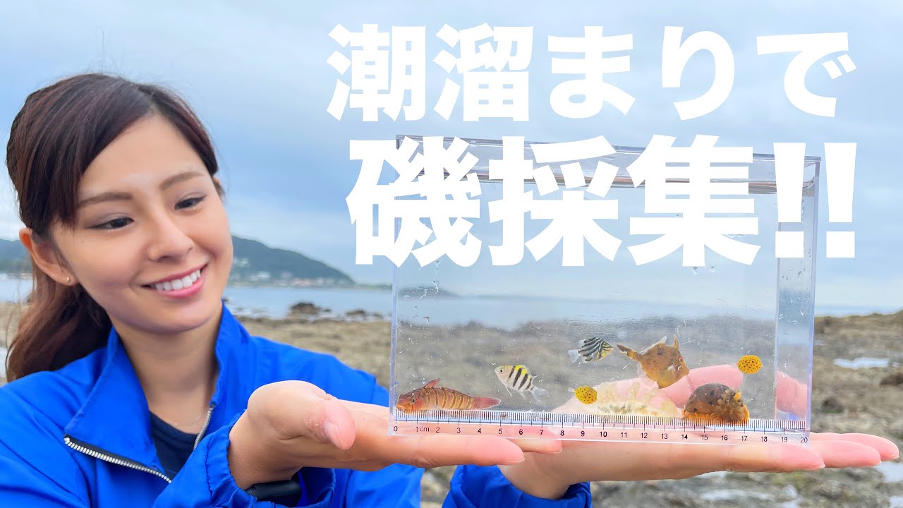 Rubbing around on the rocks] We tried collecting from the rocks