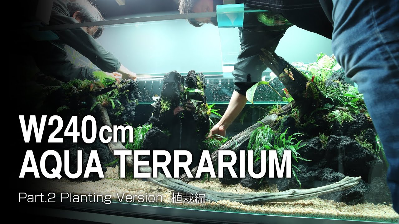ADAview] W240cm Aqua Terrarium Part.2 植栽編 Planting Version【EN