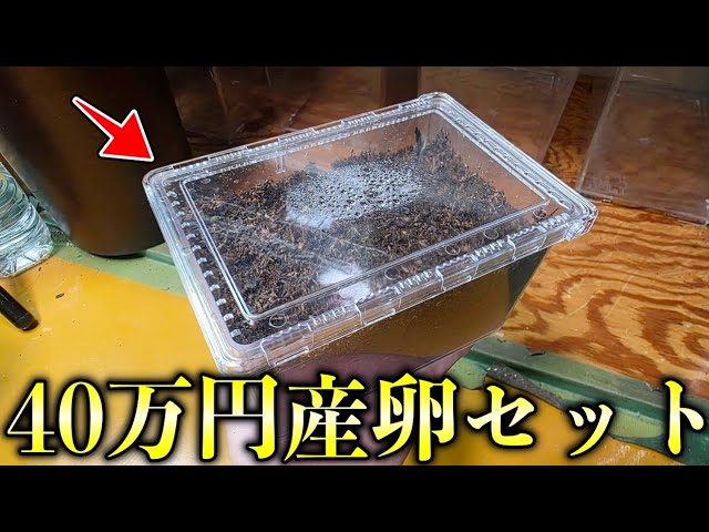 標本 Australia Macropanesthia rhinoceros 69mm 標本 Australia