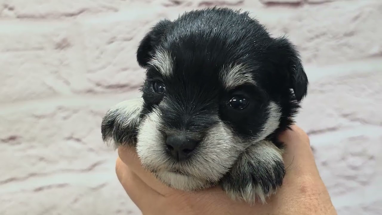 Mシュナウザー ♀B 260201生 260225撮影 - YouTube