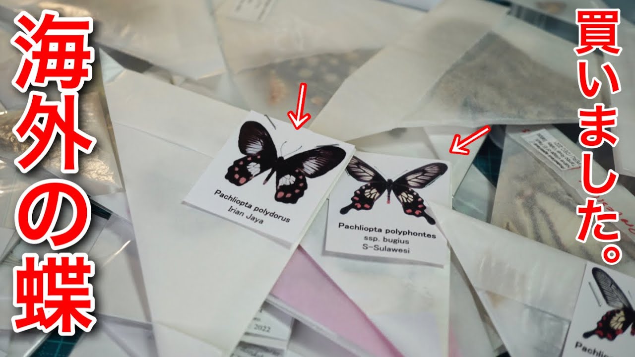 昆虫標本】紙に包まれた海外の綺麗なチョウを大量購入…！？ - YouTube