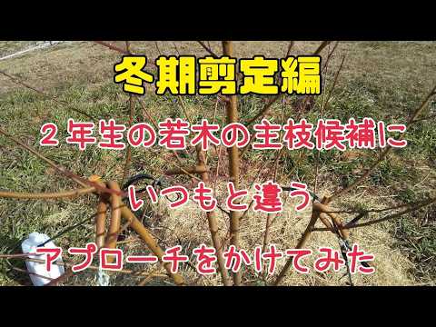 616 [Winter pruning] I tried a different approach to potential