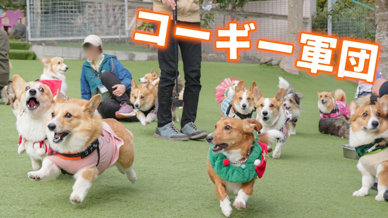 The Corgis Gathered for Christmas Are So Cute, There's Too Much to