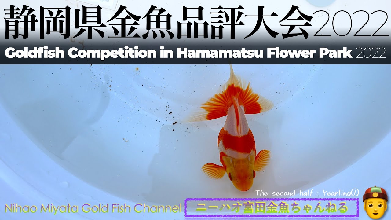 ニーハオ宮田】金魚ちゃんねる_『静岡県金魚品評大会2022』【後編】当