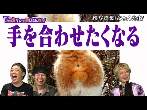 Nyantama] Taking photos of cats' cute parts [Yoshizawa Rumiko