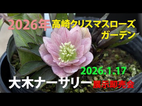 Takasaki Christmas Rose Garden 2026 - Oki Nursery Exhibition and