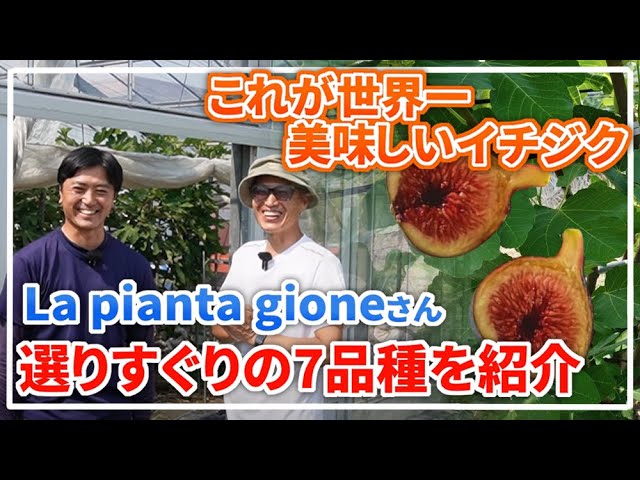 イチジク食レポ】世界一美味しい？ブラックマデイラ他7品種 - YouTube