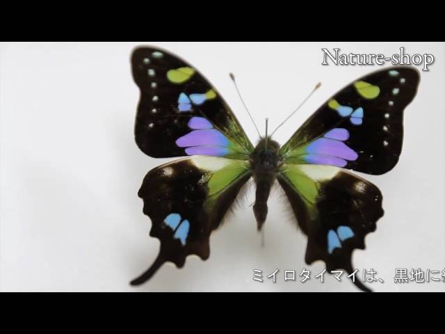 HiЯ∅様(木)まで専用 蝶の標本 ミイロタテハの世界(特AA) HiЯ∅様(木