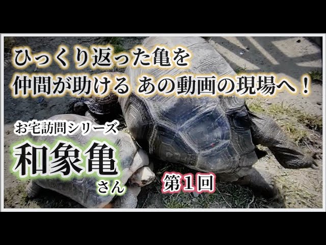 お宅訪問シリーズ 和象亀さん【第1回】〜かめぞー☆ちゃんねる 91