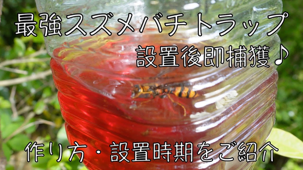スズメバチ捕獲器！！トラップの作り方・設置時期♪【日本蜜蜂】 - YouTube