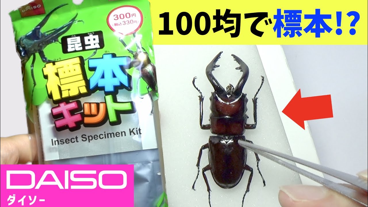 No way] I made a stag beetle specimen using a 100 yen specimen kit