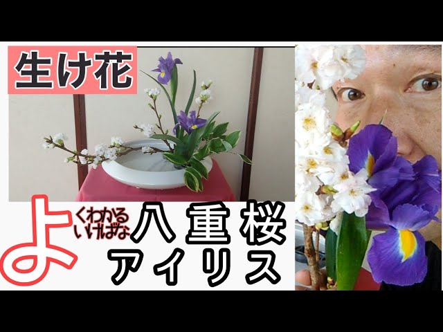 よくわかる生け花】いけばな小原流 観水型 八重桜 アイリス ナルコユリ