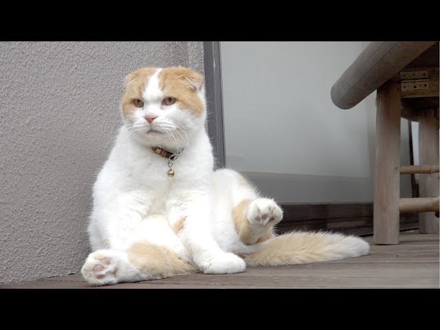 Cat Yoromaru's Monologue - YouTube