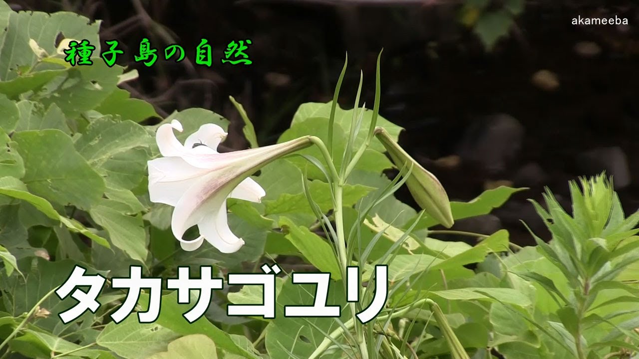 タカサゴユリ 夏に茎の上部に総状花序をつけ紫褐色の筋が入ったラッパ