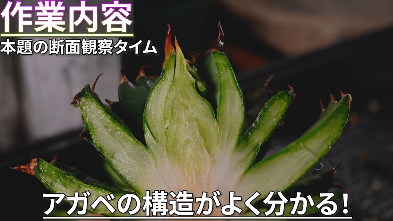 So that's how thorns work! Agave with a vertical lecture [#Plant