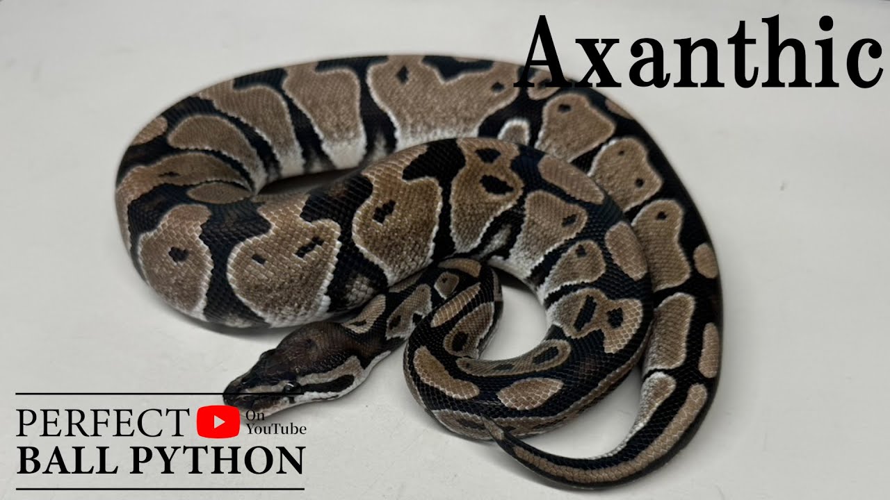 PERFECT BALLPYTHON] A must-have dark morph. [GHI] - YouTube