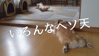いろんなヘソ天 - YouTube