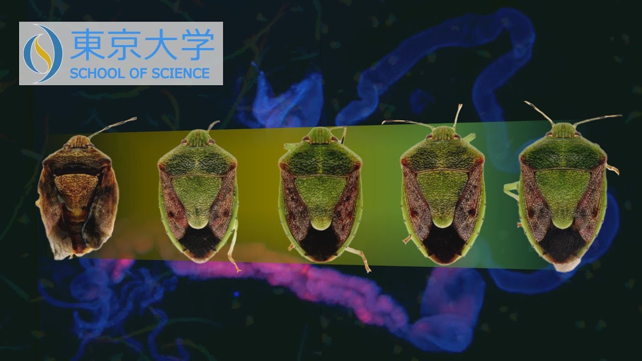 Accelerating the Evolution of Symbiotic Bacteria” Professor