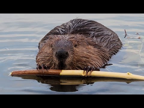 Beaver Video Footage - YouTube