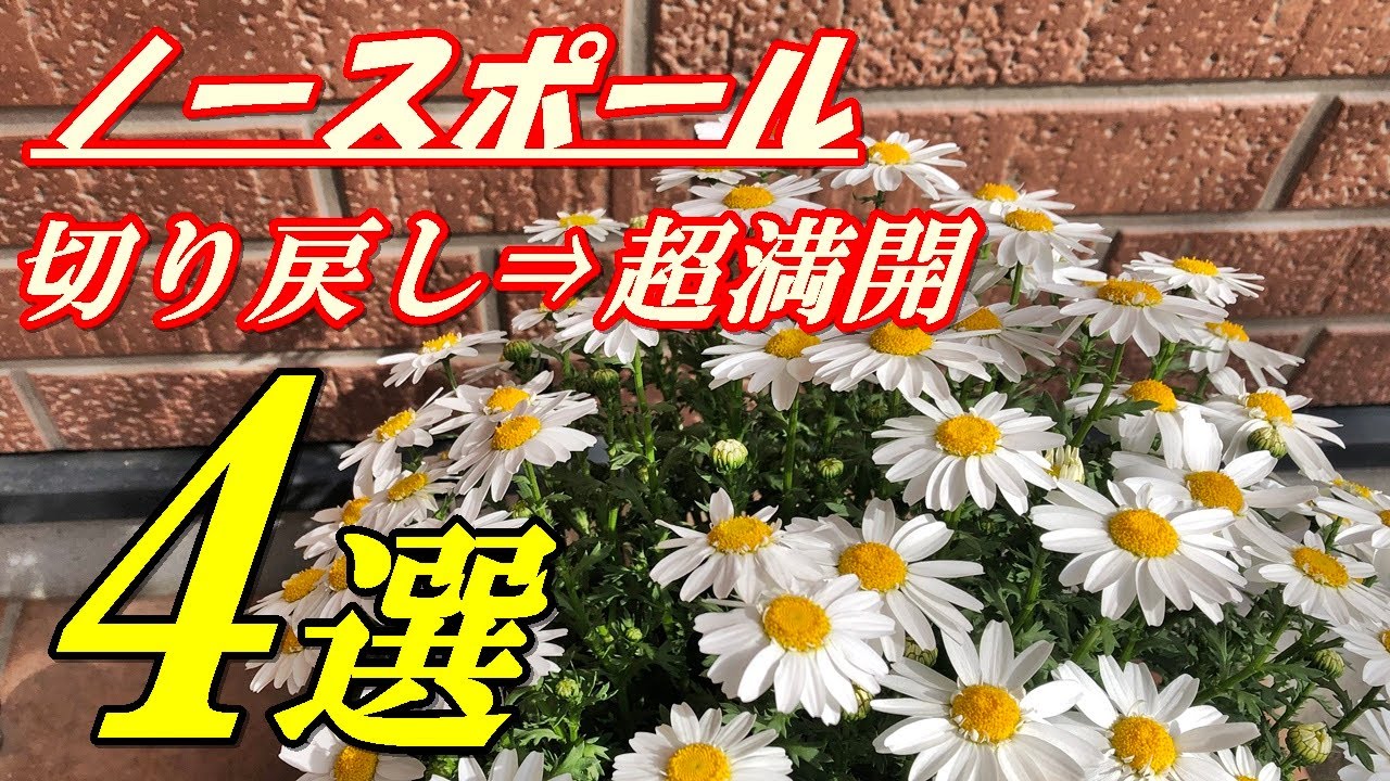 花】ノースポールの育て方・植え付け - YouTube