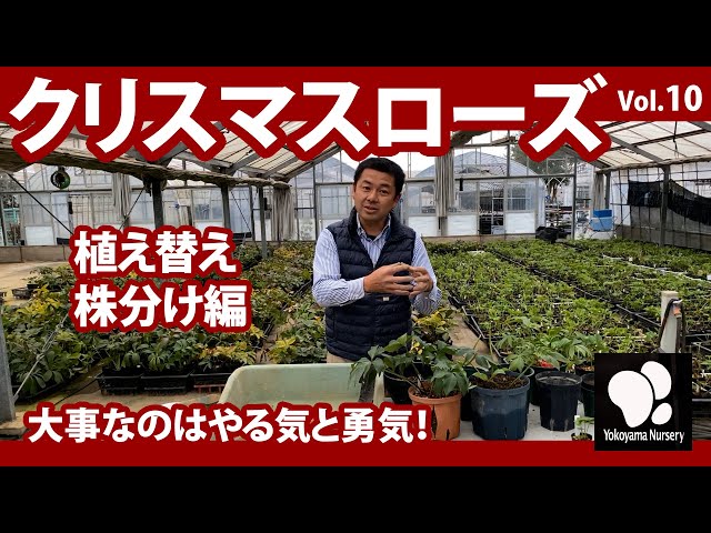 クリスマスローズ (10) 植え替え 株分け編 ◇横山園芸 公式◇【2021
