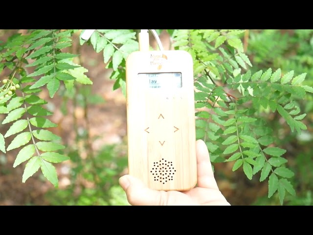 Music of the plants BAMBOO - YouTube