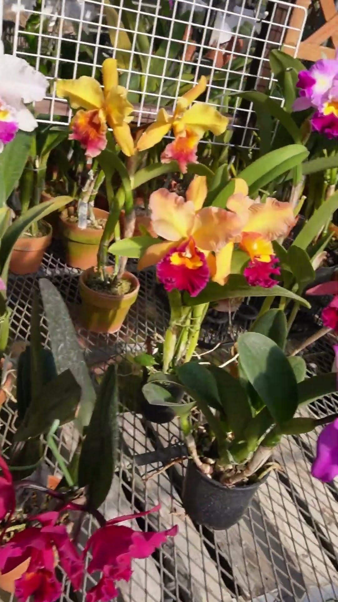 洋蘭】彩り豊かな、カトレア！[orchid]Colorful Cattleya!@seedpot368