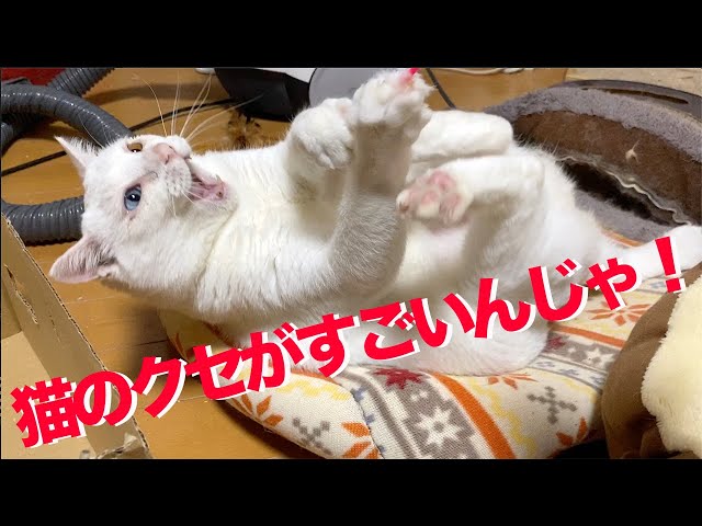 ボロボロだったオッドアイの白猫、猫のクセがすごくなる The resucued